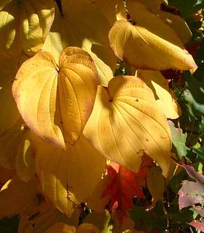 Yellow leaves photo of yellow leaves