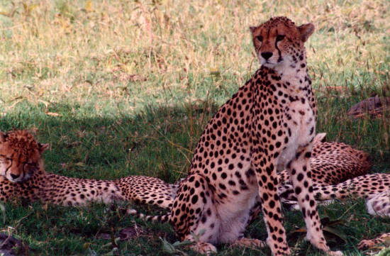 Cheetahs in Kenya photo of cheetahs