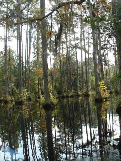 cypress trees, South Carolina photo of cypress trees in swamp in South Carolina