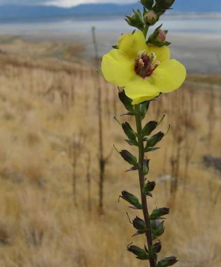 Antelope Island State Park - Great Salt Lake