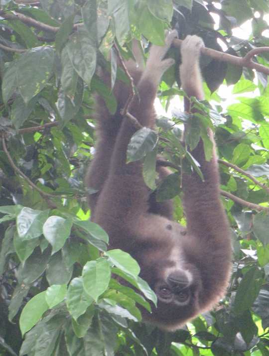 monkey at the Singapore Zoo