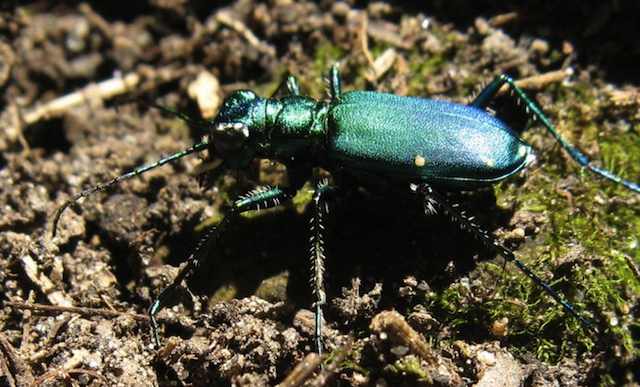 Green Beetle - Clifton Gorge State Nature Preserve photo of an iridescent green beetle
