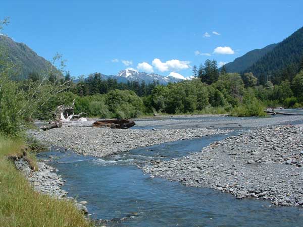 photo of large river clearing in the Hoh Rainforest