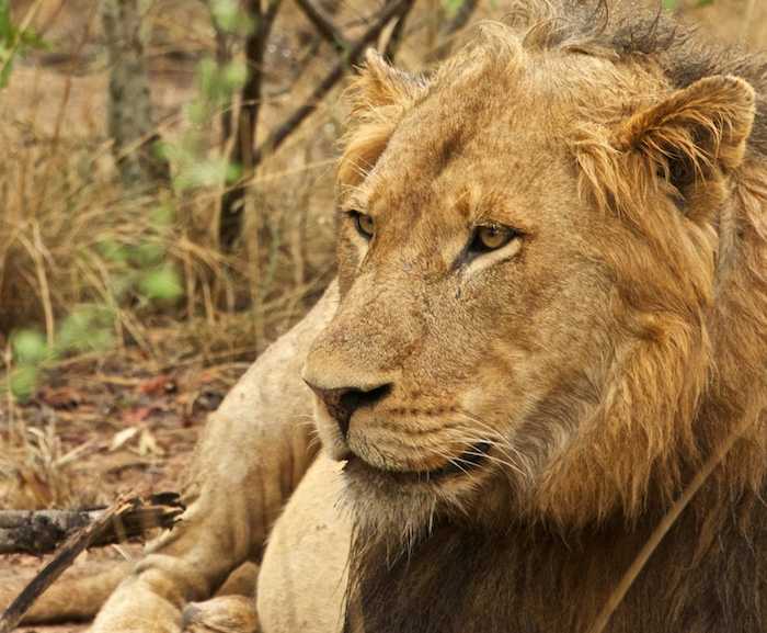 Lion, Timbavati Game Reserve, South Africa photo of a male lion