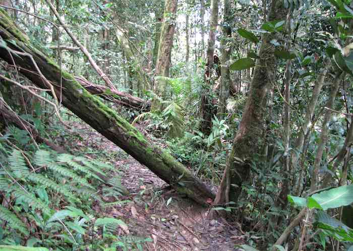 photo of forest trail