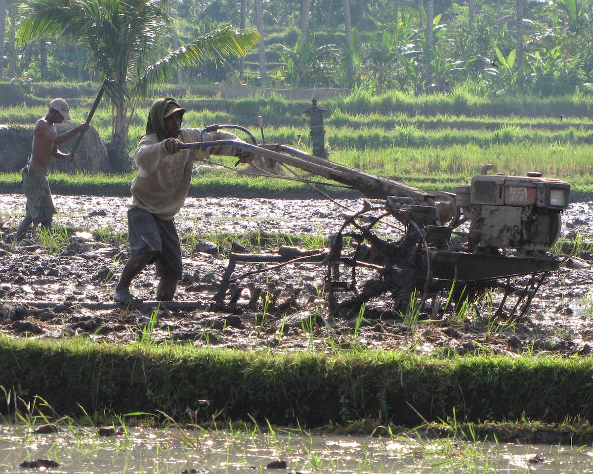 farmers tilling a rice field with a machete and a tractor